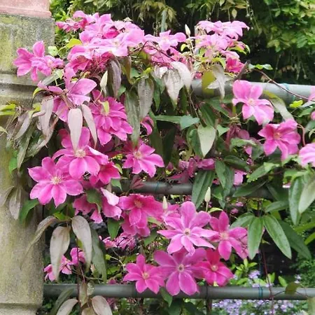 Casa Beatrice * Limonta